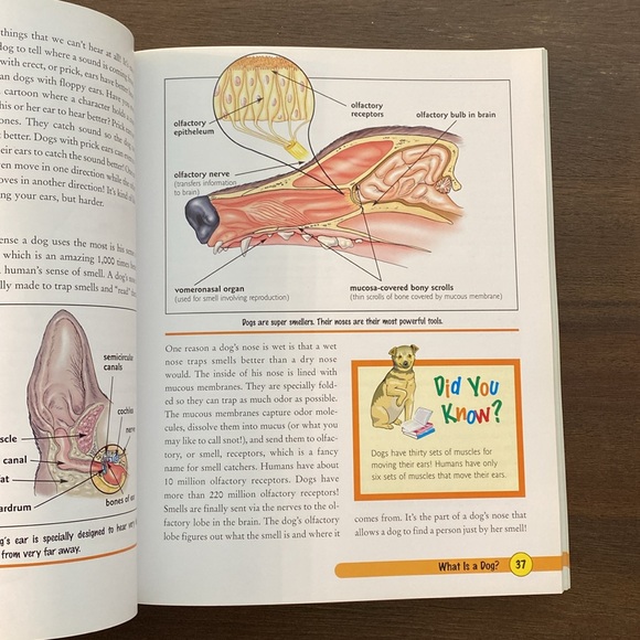 Dogs for Kids: Everything You Need to Know About Dogs (paperback and CD) 2007 - Picture 4 of 10